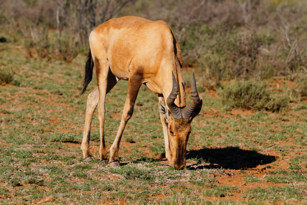 04 - Karoo NP (9).jpg